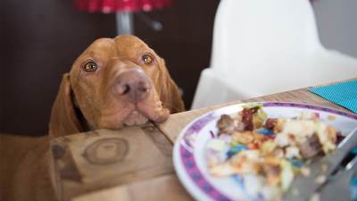  Znakovi da pas manipuliše vama 