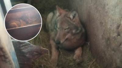  Vuk spavao pored teladi 