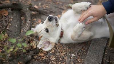 Šta znači kad se pas prevrne na leđa sa šapama uvis 
