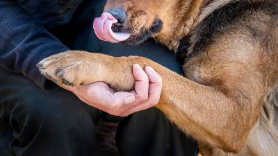  zašto pas stavlja šapu na vlasnika 