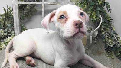  Alapaški plavokrvni buldog sve o ovoj rasi psa 