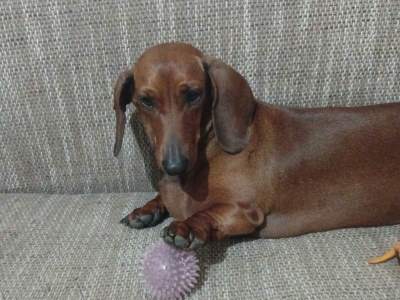  Franucuska zakon o napuštanju ljubimaca 