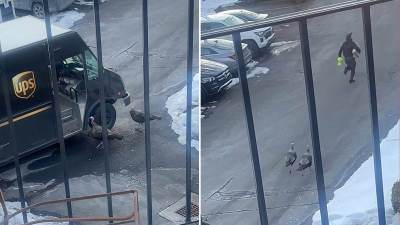  Dostavljača pojurile ćurke 