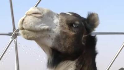  Kamile diskvalifikovane zbog botoksa i plastične hirurgije 