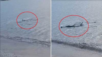  ajkula viđena u plićaku u grčkoj 