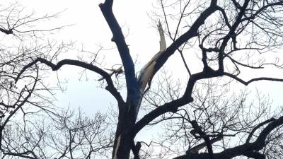  Grom udario u drvo u banjalučkom parku Mladen Stojanović (FOTO/VIDEO) 