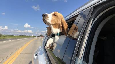  Vožnja psa sa glavom kroz prozor opasna 