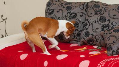  Zašto pas kopa po krevetu 