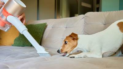  Zašto se psi boje usisivača 