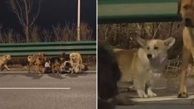  Psi pješačili 17 km do kuće 