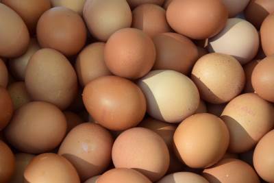  Rekordan izvoz jaja iz BiH u 2025 