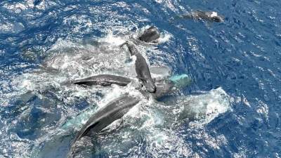  Prvi put u istoriji snimljen porođaj kita: Jedna stvar iznenadila naučnike - ove životinje imaju "babice" (Video) 