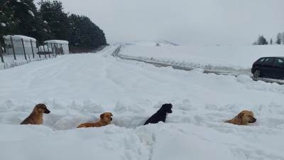  Alarm u azilu na Manjači: Psi bez hrane i vode, volonteri traže hitnu reakciju 