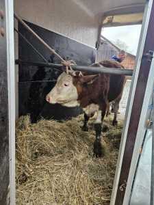  Dobro se dobrim vraća: Zilhadu snijeg usmrtio stoku, Vinka iz Verića mu poslala kravu 