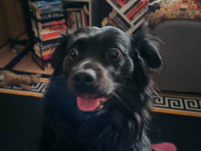  Svetlana Cenić priča o njenom usvojenom psu dunji 