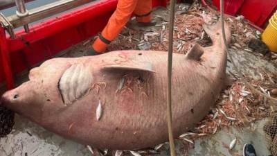  Ribari izvukli ajkulu glavonju iz jadrana 