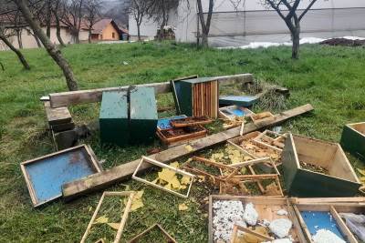  Medvjed potpuno uništio pčelinjak kod Travnika 