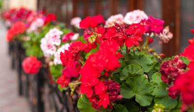  Muškatle cvjetaju do mrazeva od jedne kapi joda 