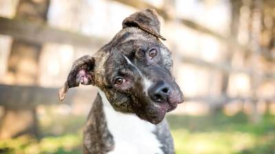  Zašto psi naginju glavu 