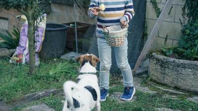  Da li psi smiju da jedu uskršnja jaja? Obratite pažnju ako imate štene 