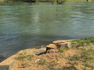  Banjaluka: Inspekcija utvrdila sječu stabala uz Vrbas, slijedi sadnja 50 vrba 