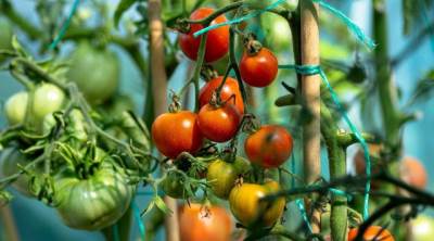  Kako zaštititi paradajz savjeti 