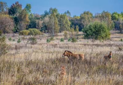  Kako se mijenja priroda u Černobilju 