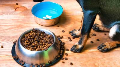  Da li pas previše jede 