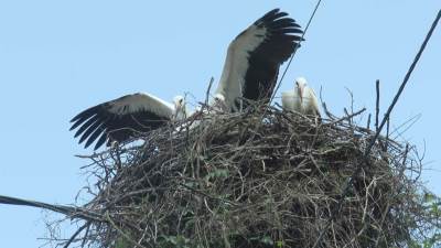  Novi Sad dom najveće urbane kolonije roda u ovom dijelu Evrope? 