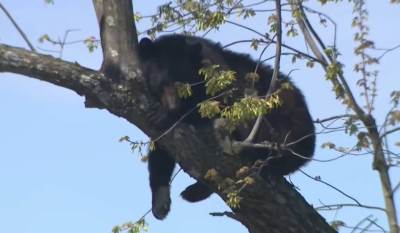  Medvjed se popeo na drvo usred grada 