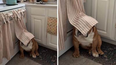  viralni snimak buldoga koji se igra žmurke 