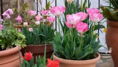  Zašto lale ne cvjetaju i kako da se oporave 