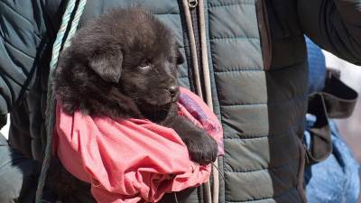  Porodica udomila psa, pa shvatili da je u pitanju medvjed 