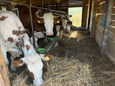  Mlijekoprodukt smanjuje cijenu mlijeka mljekari upozoravaju na tešku krizu 
