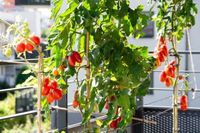  Kako gajiti voće i povrće na terasi 