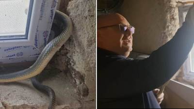  Hitna intervencija lovca na zmije Vladice Stankovića na jugu Srbije 