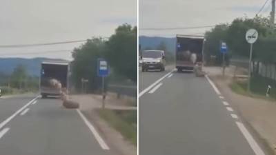  Neobičan incident na putu Kruševac-Blace: Ovce ispale iz kamiona tokom transporta 