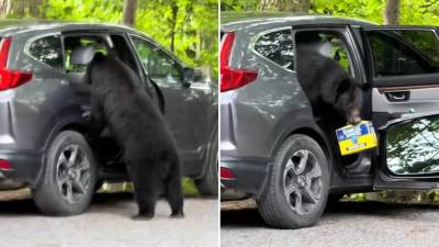  Medvjed iz auta ukrao pivo 