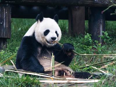  Rođena prva džinovska panda van Kine 