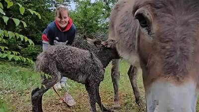  Mladi par iz Srbije oživio malo dalmatinsko mjesto 
