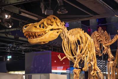  fosil t-rex 