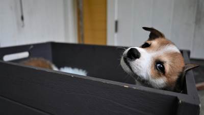  Pas rase norveški lundehund osobine 