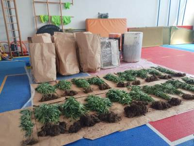  U Bijeljini pronađena plantaža indijske konoplje i kokain 