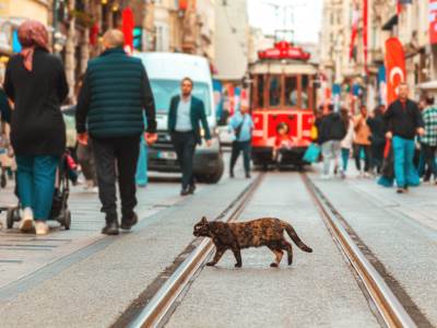  Istambul, grad čijim ulicama vladaju mačke 