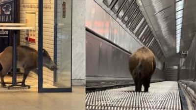  Divlja svinja upala u metro stanicu u Budimpešti: Evakuisani putnici, saobraćaj na liniji M2 bio u p 