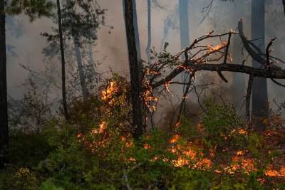  Borba sa stihijom u Trnovu: Vatra se približila kućama 
