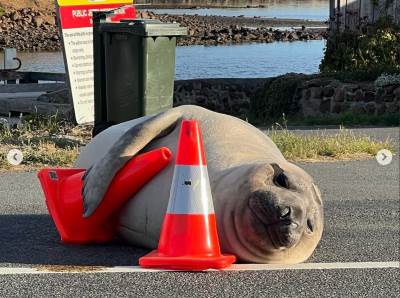  Neil the Seal: Foka od jedne tone koja dva puta godišnje pravi haos u Tasmaniji 