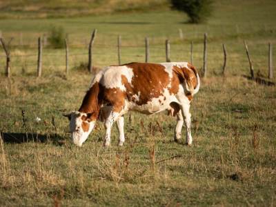  Krave preživjele 130 godina na izolovanom ostrvu 