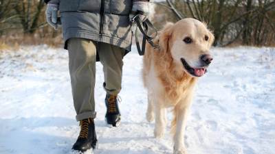  5 rasa pasa koje obožavaju zimu i niske temperature 