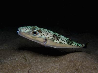  srebrnopruga napuhača 
